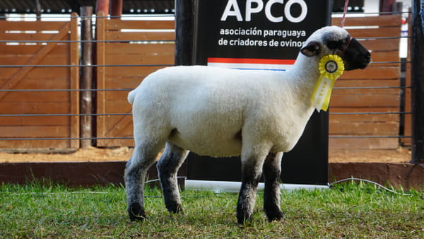 Lote Hampshire Down Expo Internacional 2022 - Lote 38