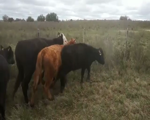 Lote 5 Novillos AA Y CRUZAS 240kg - , San José