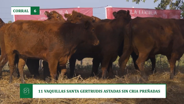 Lote 11 VAQUILLAS SANTA GERTRUDIS ASTADAS SIN CRIA PREÑADAS