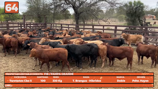 Lote LOTE 64