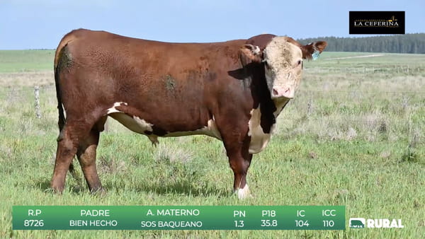 Lote Polled Hereford de La Ceferina