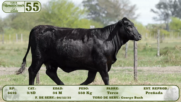 Lote LOTE 55