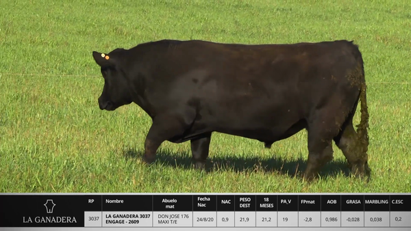 Lote LA GANADERA 3037 ENGAGE - 2609