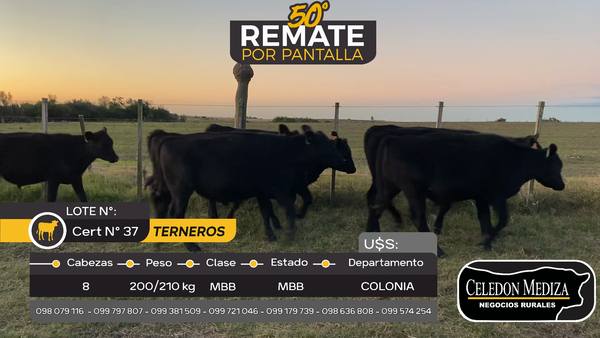 Lote 8 Terneros en Otra Localidad, Colonia