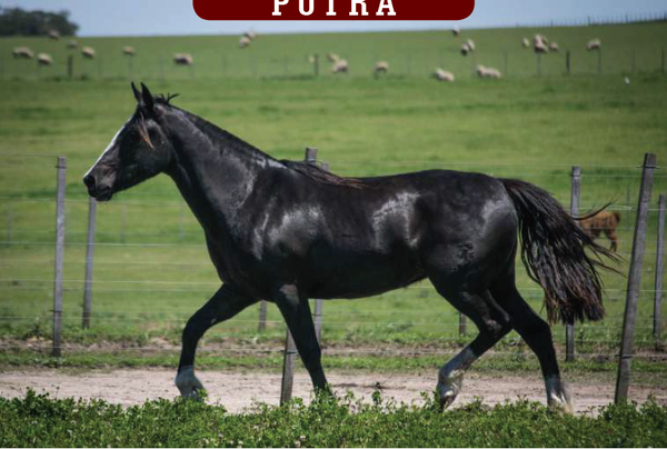 Lote YÚBELY MILONGA