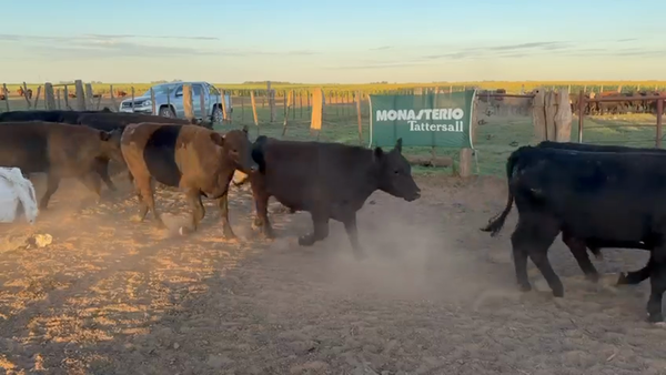 Lote 80 Novillos y Novillitos