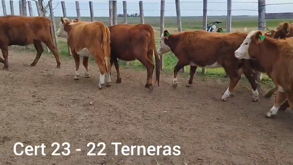 Lote TERNERAS
