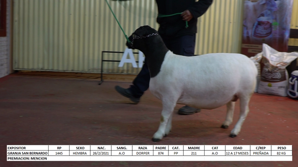 Lote Dorper Expo Internacional 2022 - Lote 11