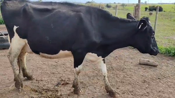 Lote Vaca 550kg - , San José
