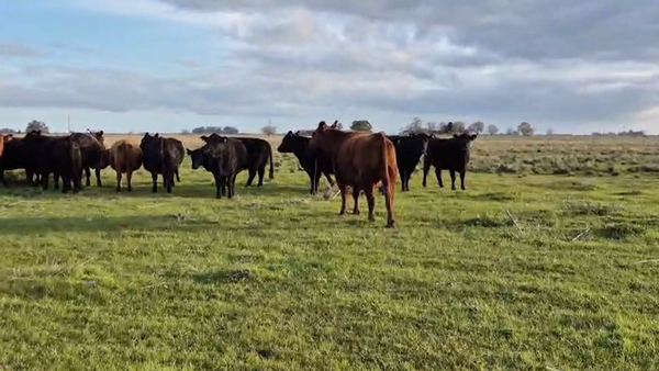 Lote 30 Vacas nuevas Preñadas