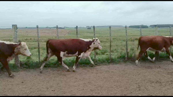 Lote 47 Vaquillonas 1 a 2 años en Goñi, Florida