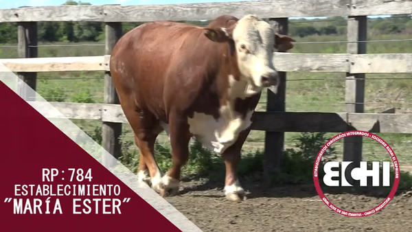 Lote TORO BRAFORD CABAÑA MARIA ESTHER