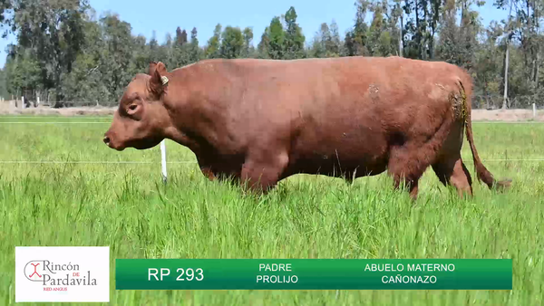 Lote TOROS RINCON DE PARDAVILLA