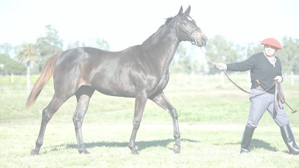 Lote CURIOSA MINISTRA (CURIOSO JOHAN -  DEPUTY CHUCK)