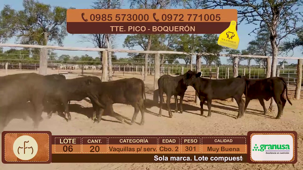 Lote Lote 6