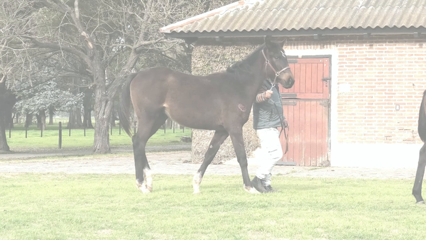 Lote BASEMENT (SIXTIES SONG -  BIOSFERA)