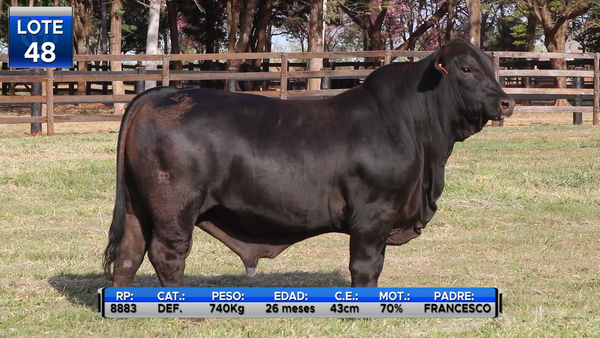 Lote TOROS BRANGUS  -LOTE 48