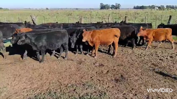 Lote 35 Terneros en Gral Paz, s, Buenos Aires