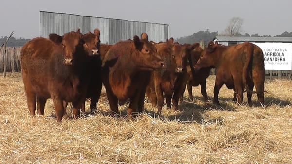 Lote VAQUILLONAS GENERALES PREÑADAS