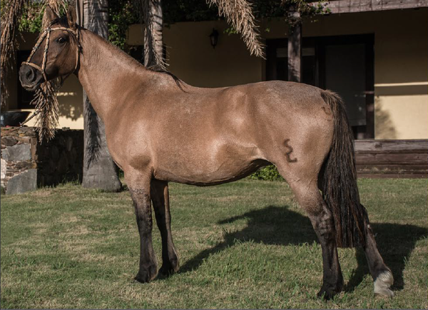 Lote DOÑA DIABLA MONZON
