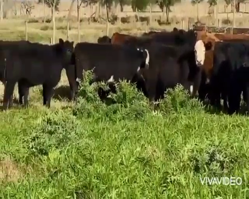 Lote 110 Terneros en Dolores, Buenos Aires