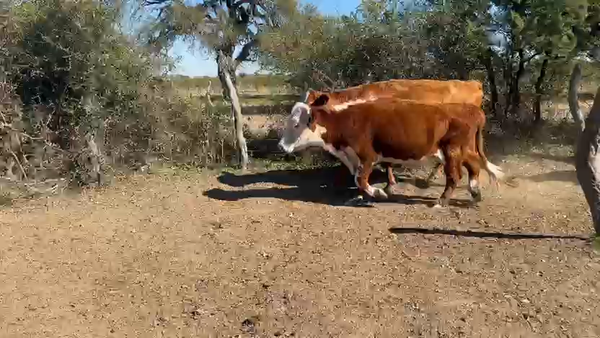 Lote 23 Vacas CUT preñadas