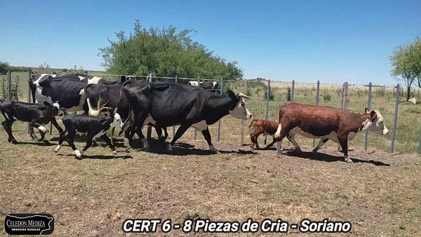 Lote 8 Piezas de cría en Colonia
