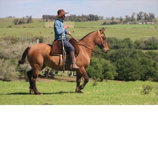 Lote CUCARACHA DEL CONVENTOS