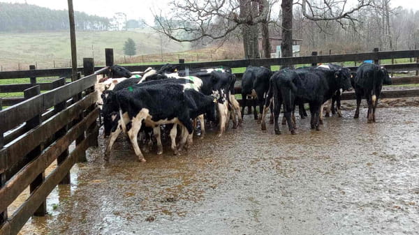 Lote 44 Novillo Engorda en X Región Los Lagos, Los Muermos