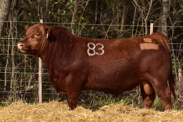 46446 — TOROS ANGUS PC