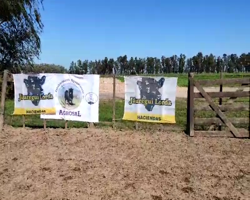 Lote 100 Terneros en Brandsen, Buenos Aires