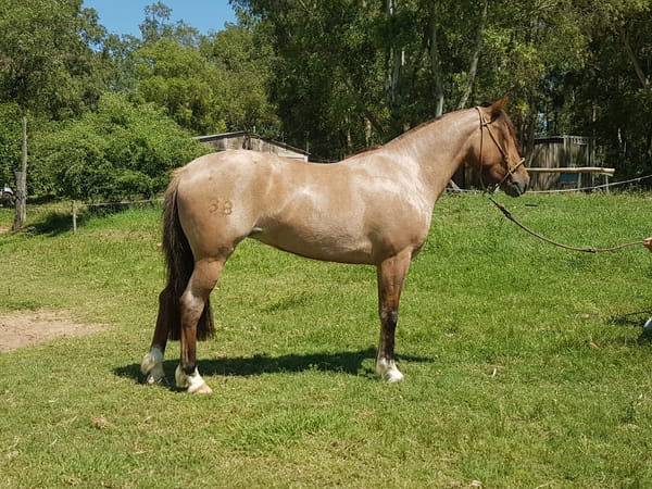 Lote MACEDO MANCHITA OPORTO