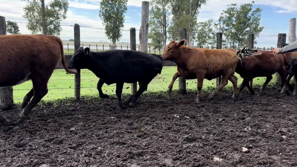 Lote VAQUILLONAS 1 A 2 AÑOS