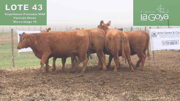 Lote VAQUILLONAS MAS PREÑADAS ANGUS PARICIÓN OTOÑO - 10