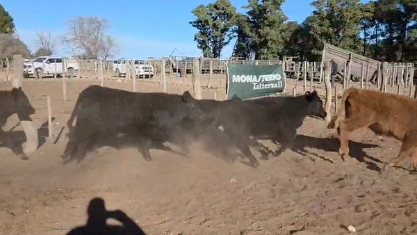 Lote 69 Terneros/as en La Pampa, Unanue