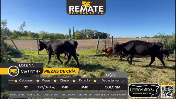 Lote 10 Piezas de cría en La Horqueta, Colonia