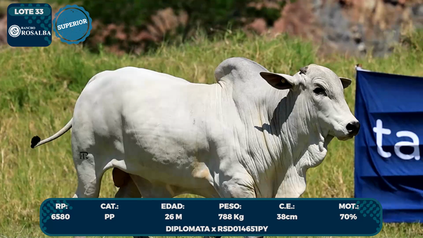 Lote LOTE 33