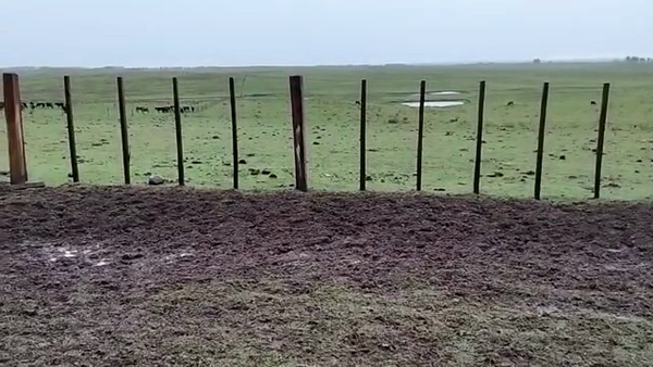 Lote 44 Vientres preñados en Rivera