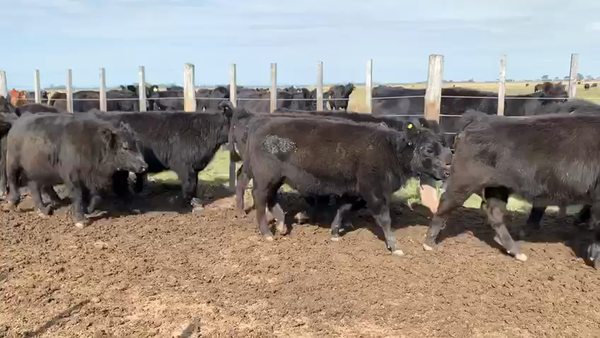 Lote 65 Terneras en Lezama, Buenos Aires