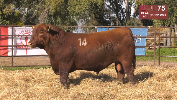 14(*) 3074 — TOROS ANGUS COLORADOS  PC