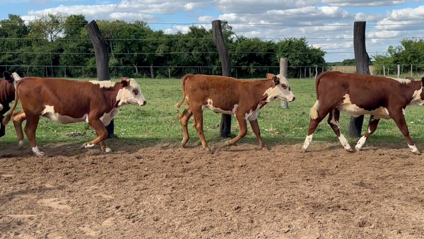 Lote 120 Terneras