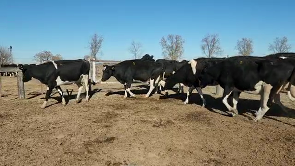 Lote Est. Don Osvaldo - Secas