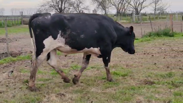 Lote Toros 600kg - , San José