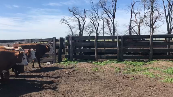 Lote 72 Vaquillonas en Monte, Buenos Aires