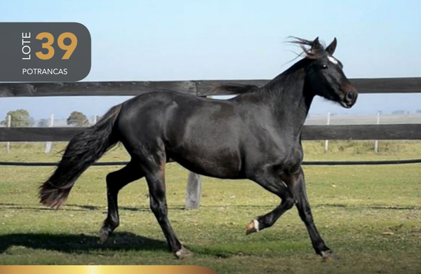 Lote Aquerenciada Santurrona