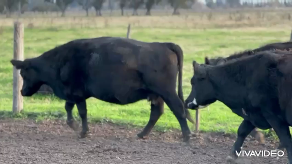 Lote 11 Vacas medio uso C/ gtia de preñez