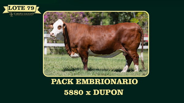 Lote LOTE 79