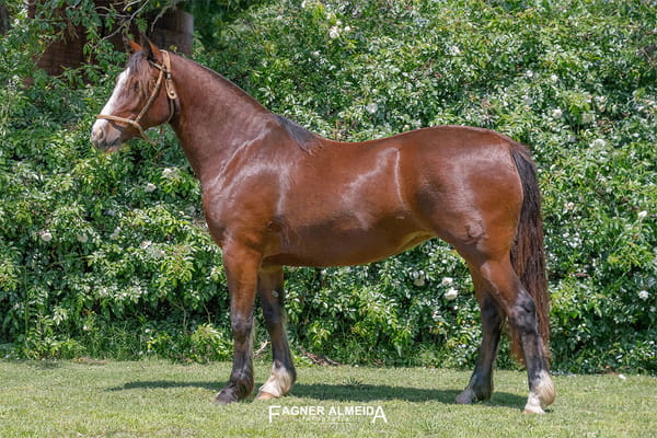Lote PORA LENGUA E LORO
