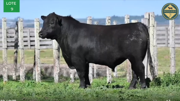 Lote TOROS RP 2680 2685 2751