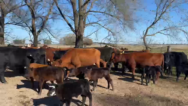 Lote 28 VACAS NUEVAS Y USADAS AL CTE